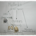 mollusk-chart