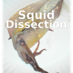 squid-dissection