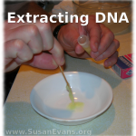 extracting-dna-5