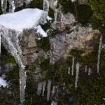 icicles-on-moss