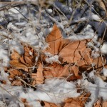 leaves-in-snow