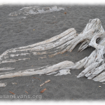 driftwood