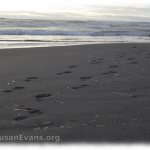 footprints-in-the-sand