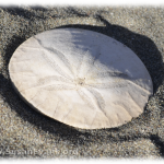 sand-dollar