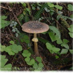 mushroom-1