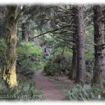 rainforest-cannon-beach