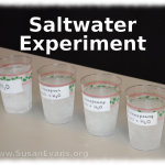 saltwater-experiment