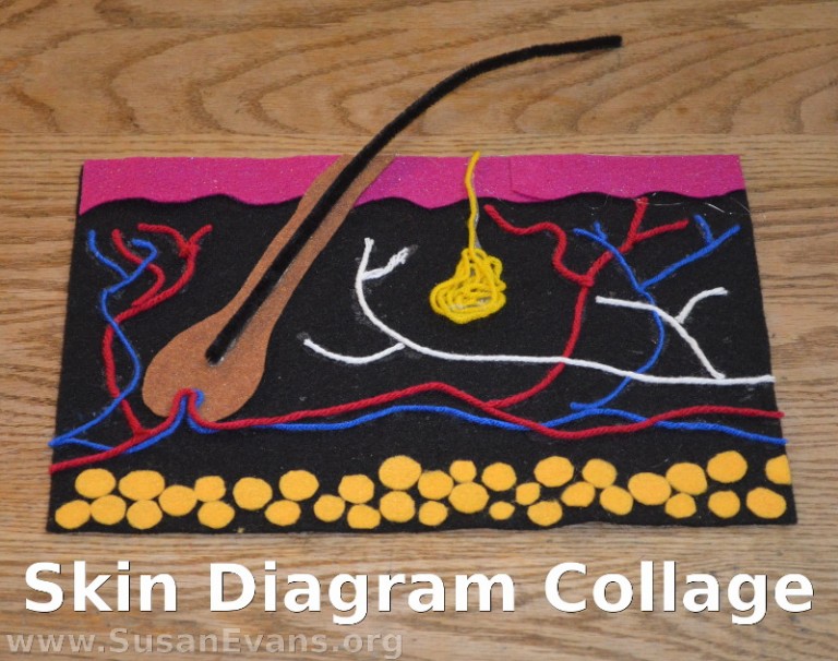 Skin Diagram Collage « Susan's Homeschool Blog