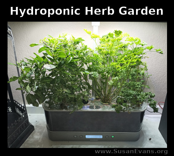hydroponic-herb-garden